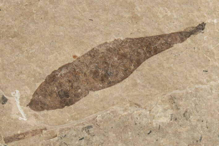 Miocene Fossil Leaf - Nebraska #262306